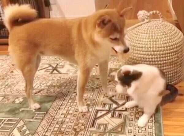 子猫のちくわくんを上手にあやす犬のリンタローくん