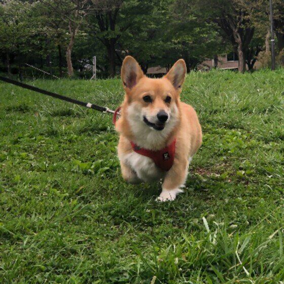 コーギーのルアナ♀
