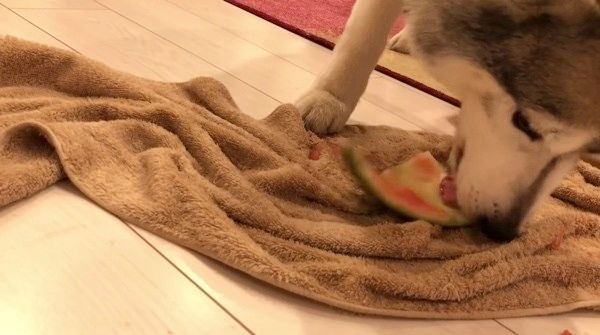 スイカを食べるシベリアン・ハスキー