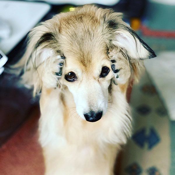 恥ずかしがるモコナモドキくん