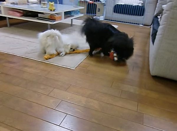 遊ぶペキニーズの子犬