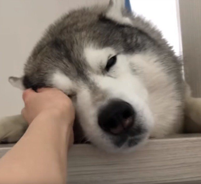 眠たそうなシベリアンハスキー