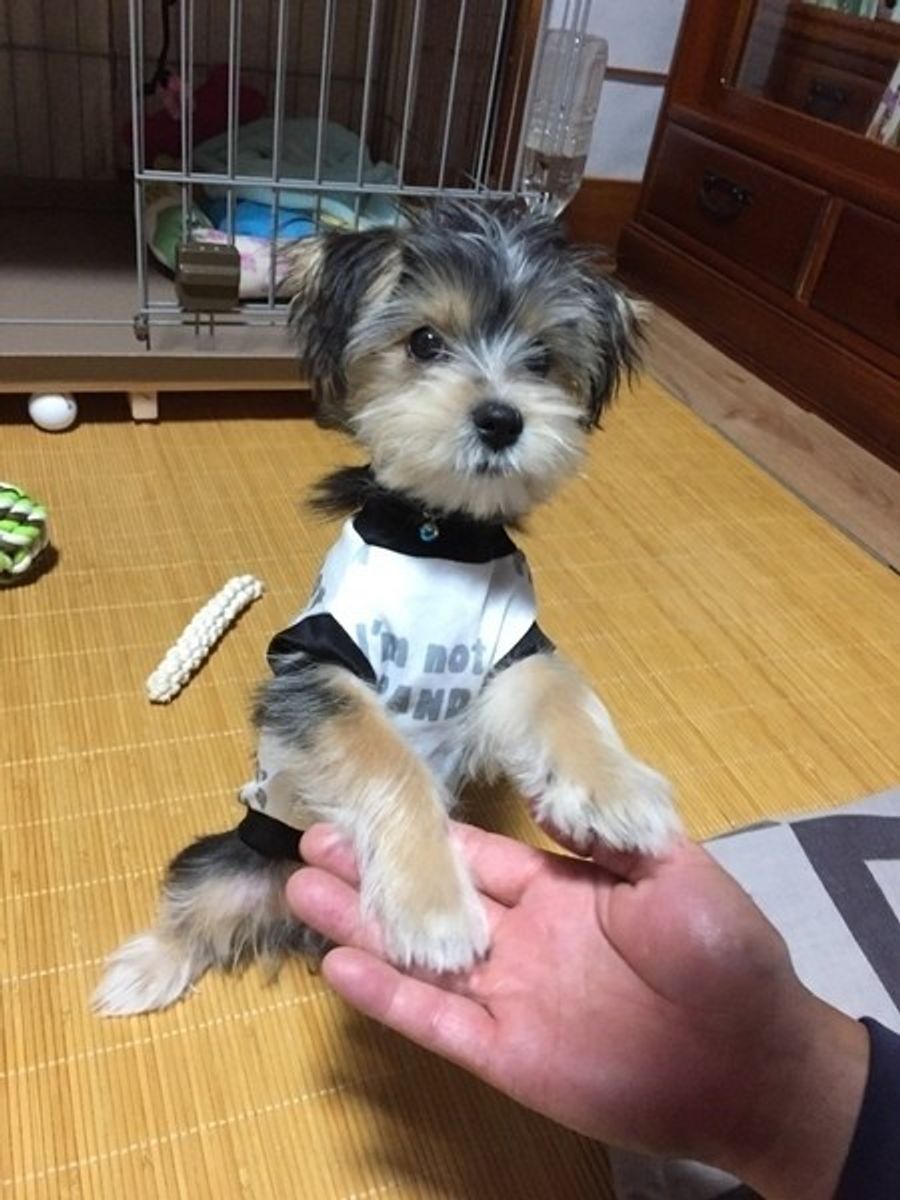 体を触ると唸る愛犬 怒ってるから触らないほうがいいの いぬのきもちweb Magazine 体を触ると唸る愛犬 怒ってるから触らないほうがいいの いぬのきもちweb Magazine