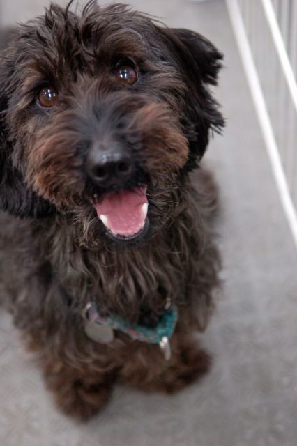 ↑8週齢まで母親といたパートナー犬、Dap。不安傾向は見られず、他犬とのコミュニケーションも上手