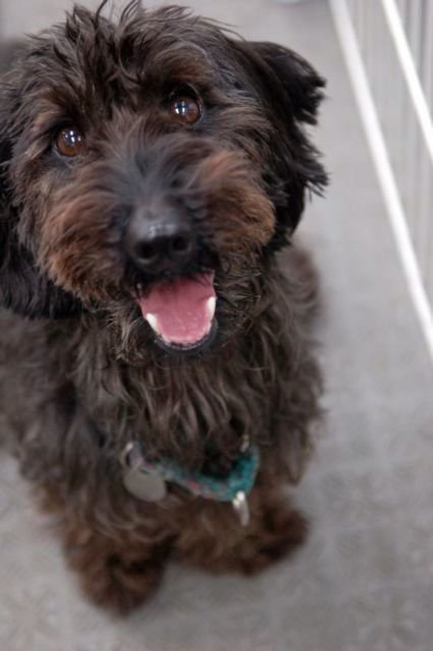 子犬はいつまで母犬と一緒にいるべき 連載 西川文二の 犬ってホントは Vol 11 いぬのきもちweb Magazine 子犬はいつまで母犬と一緒にいるべき 連載 西川文二の 犬ってホントは Vol 11 いぬのきもちweb Magazine