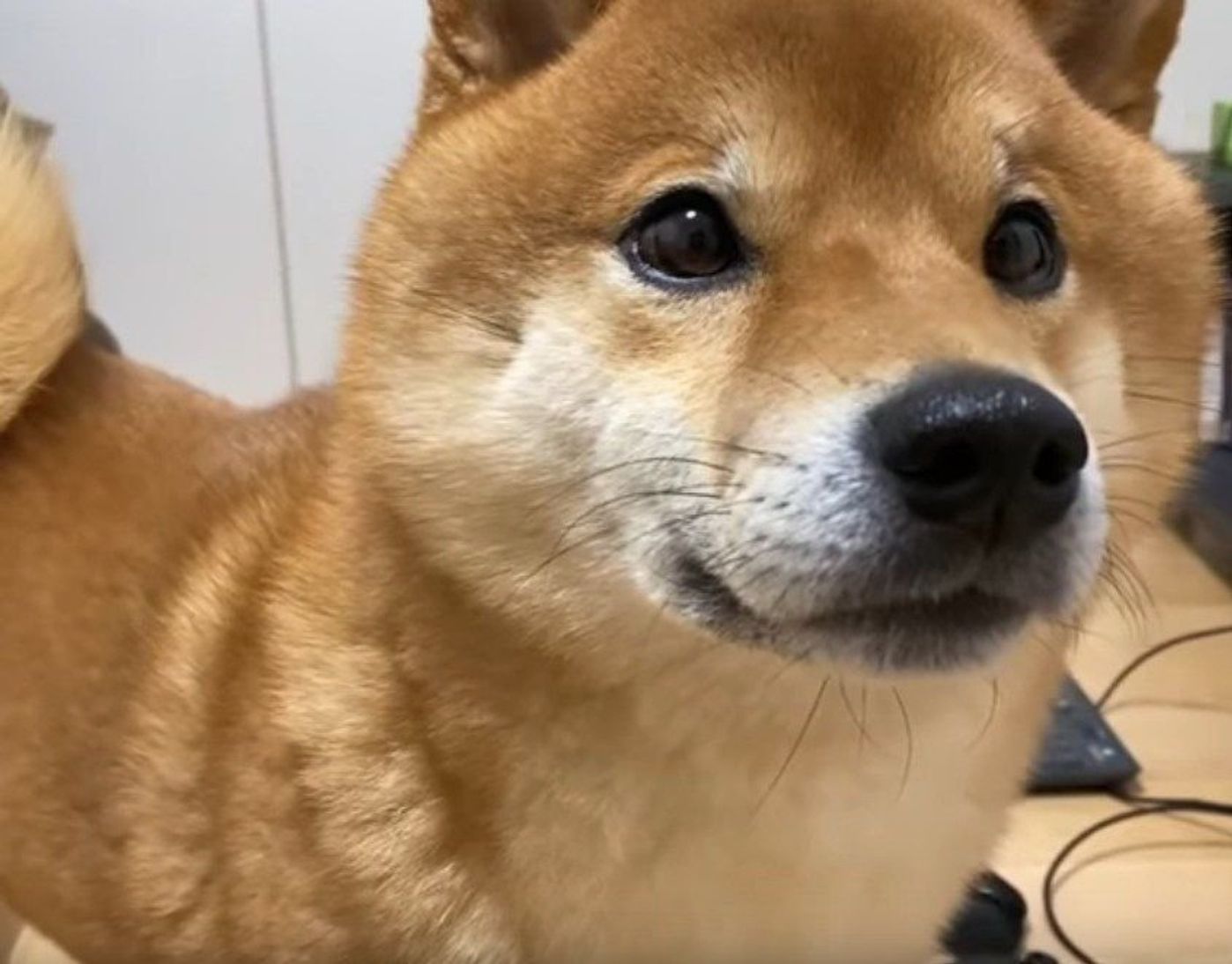 ぬいぐるみの耳を夢中がガジガジする柴犬 この後飼い主さんから怒られる いぬのきもちweb Magazine ぬいぐるみの耳を夢中がガジガジする柴犬 この後飼い主さんから怒られる いぬのきもちweb Magazine