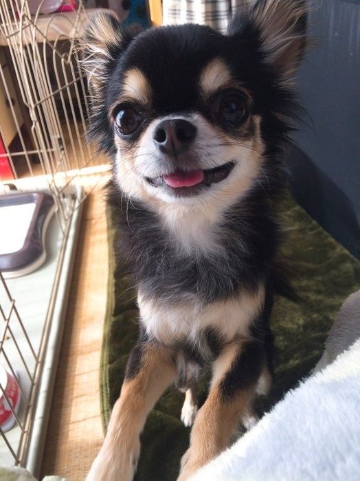 かわいいお顔をするチワワ