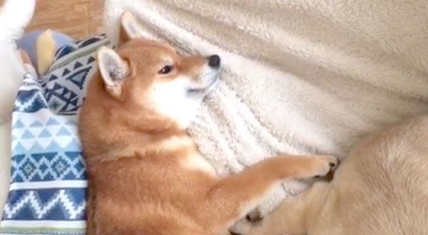 添い寝する柴犬とパグ