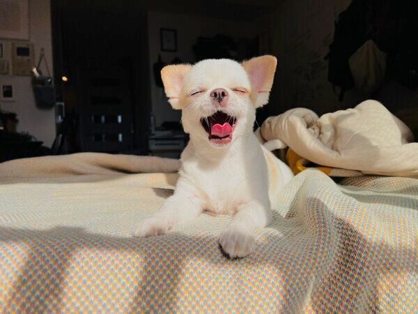 あくびをするいずも丸くん