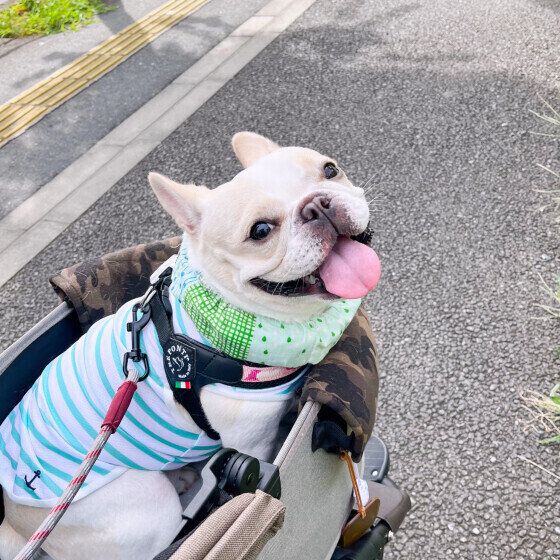 フレンチ・ブルドッグ