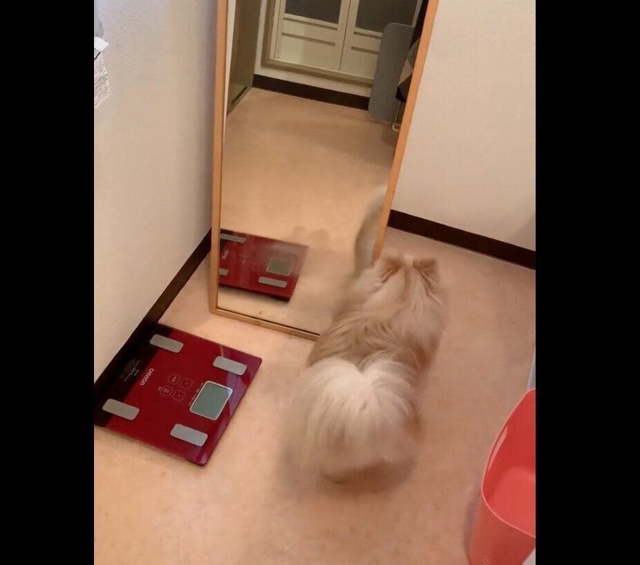 鏡を初めて見たおもちくん