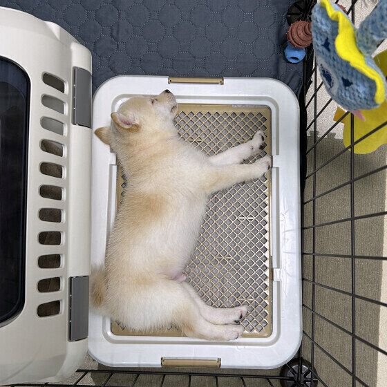 犬がトイレで寝る理由と対処法 なぜトイレの上で寝てしまうの？ いぬのきもち