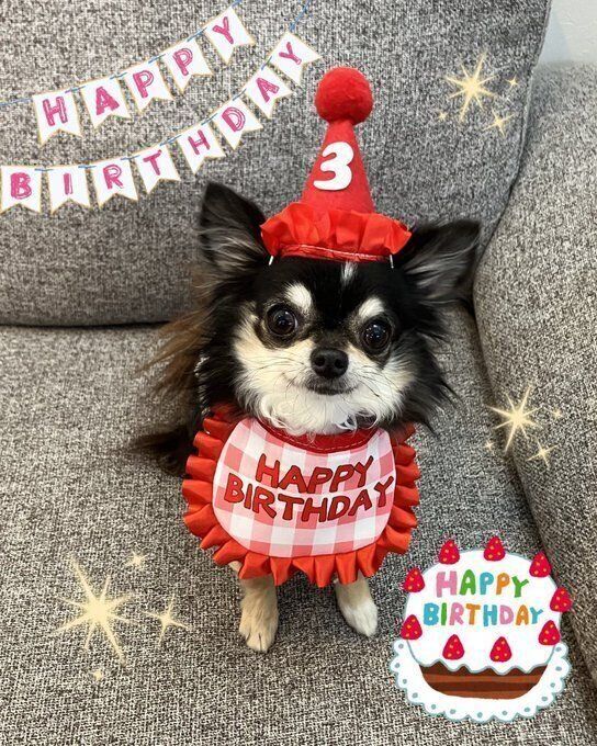 3才の誕生日をお祝いしてもらうチワワ