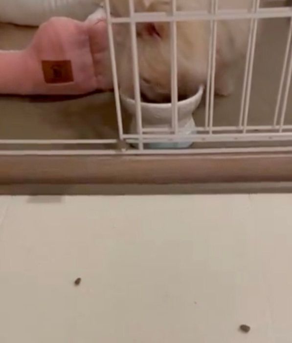 ケージの外にカリカリを並べてから食べるめろ子ちゃん