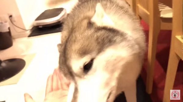 「お手」と言われて顔を差し出すシベリアン・ハスキー