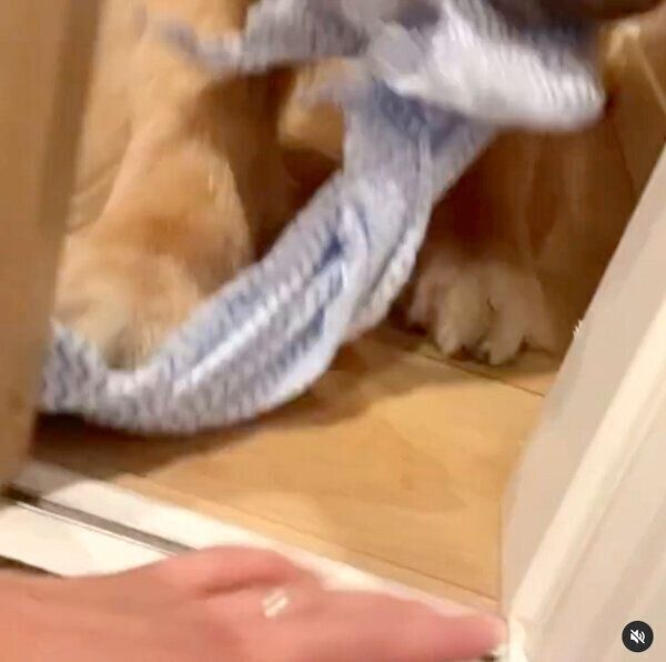 雑巾をゲットしたモッシュくん