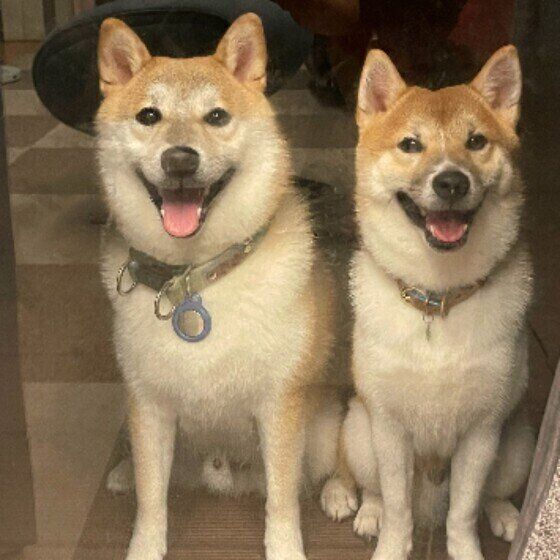 甘え？ 抱っこしてほしい？ 飼い主に抱きつく犬の心理とは いぬのきもち