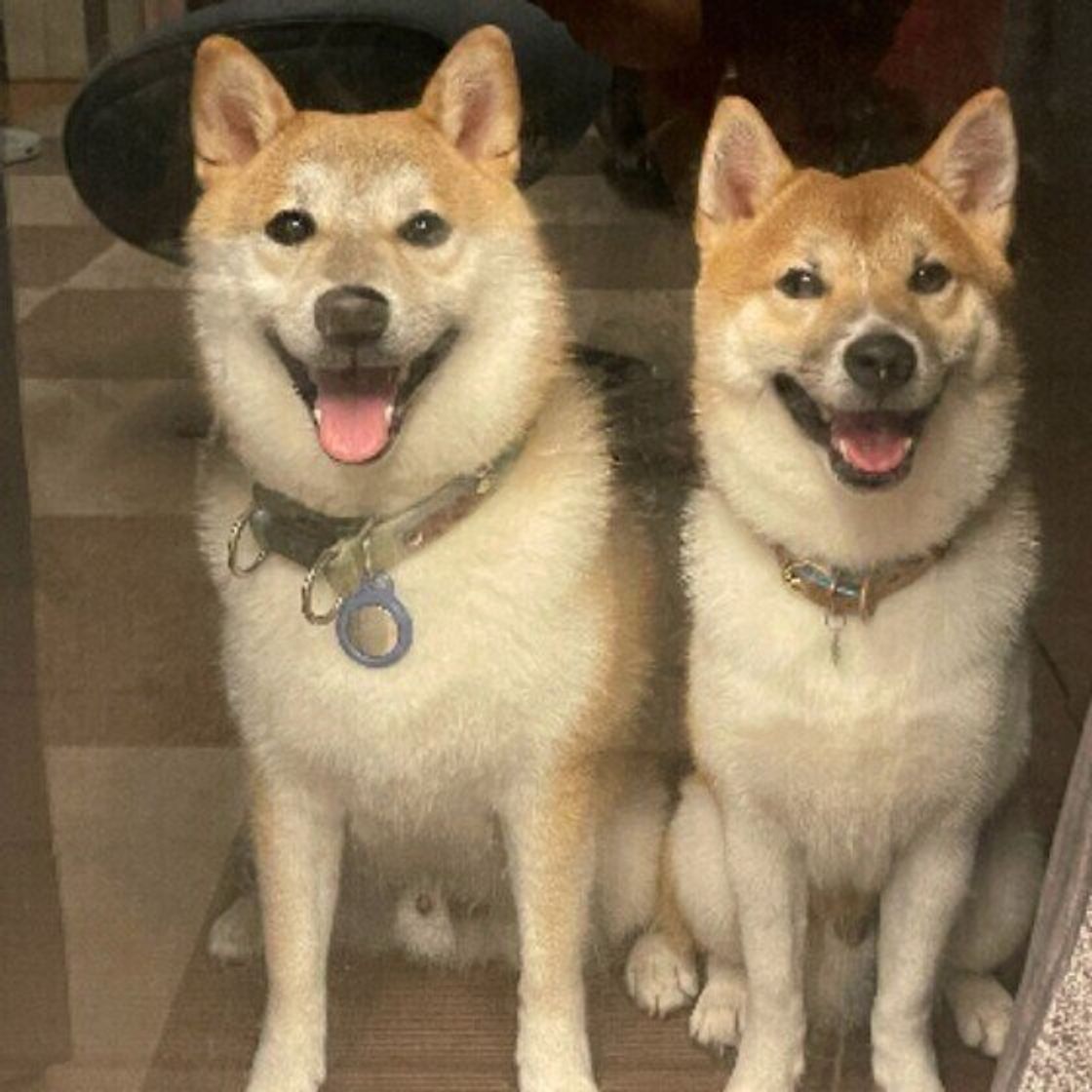 甘え 抱っこしてほしい 飼い主に抱きつく犬の心理とは いぬのきもちweb Magazine 甘え 抱っこしてほしい 飼い主に抱きつく犬の心理とは いぬのきもちweb Magazine