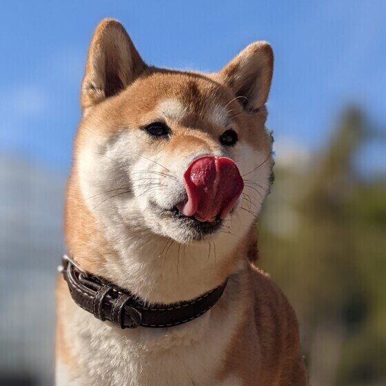 柴犬のころちゃん