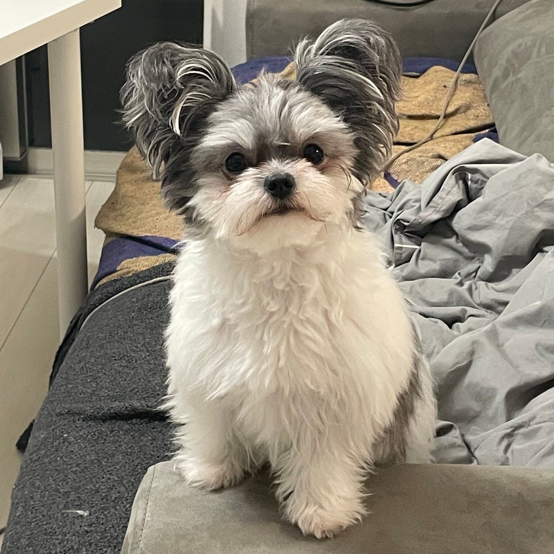 ピョンと立った耳がかわいい　成長後のもじゅくんの様子（撮影時1才1カ月）