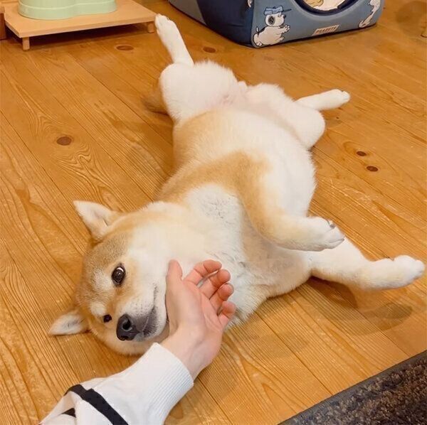 なでてもらうユクちゃん