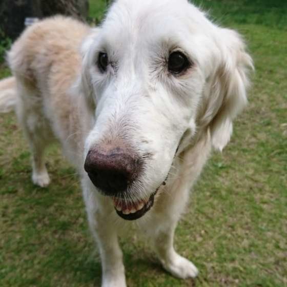 獣医師監修 犬の緩和ケアに向き合う ずっとその犬らしく生きる いぬのきもちweb Magazine