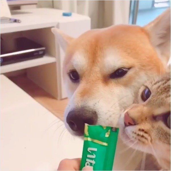 ワンちゃん用ちゅ〜る