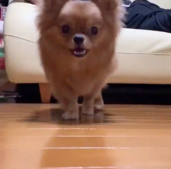 ソファの下にいる犬