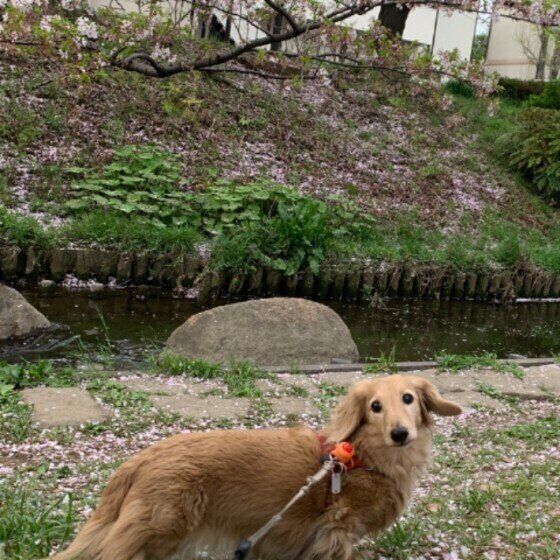 ダックスフンド