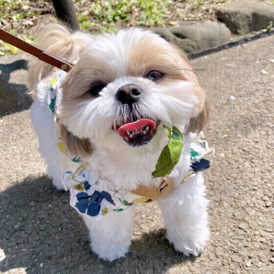 犬の緊張が高まる？ 犬が苦手に感じやすい6つの環境とは いぬのきもち