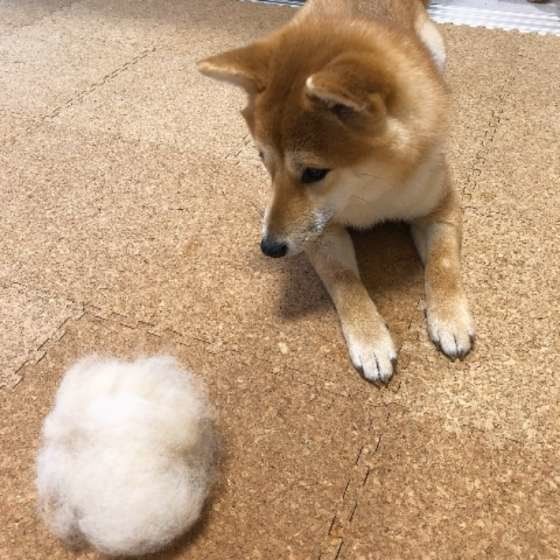 柴のかりんちゃん