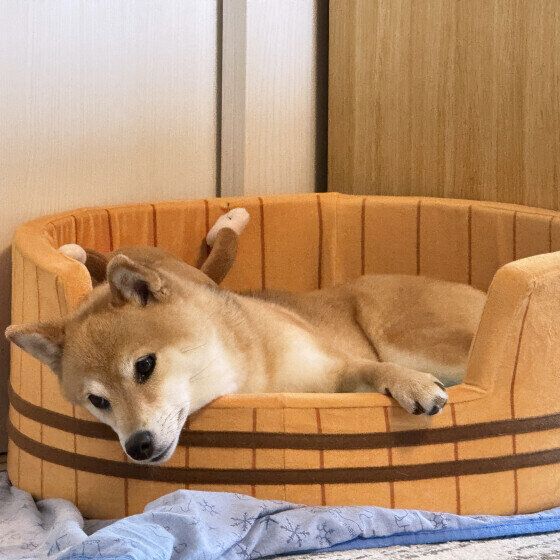 犬の暑さ対策でエアコンをつけっぱなしにしてもOK？ 夏の冷房の設定温度と注意点 いぬのきもち