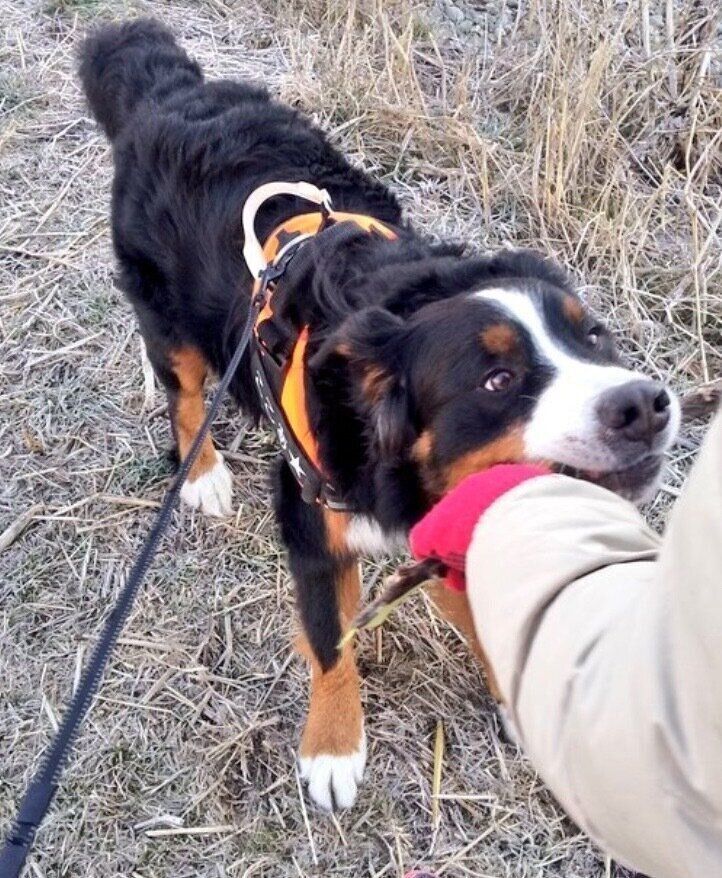 棒を離さないココアくん