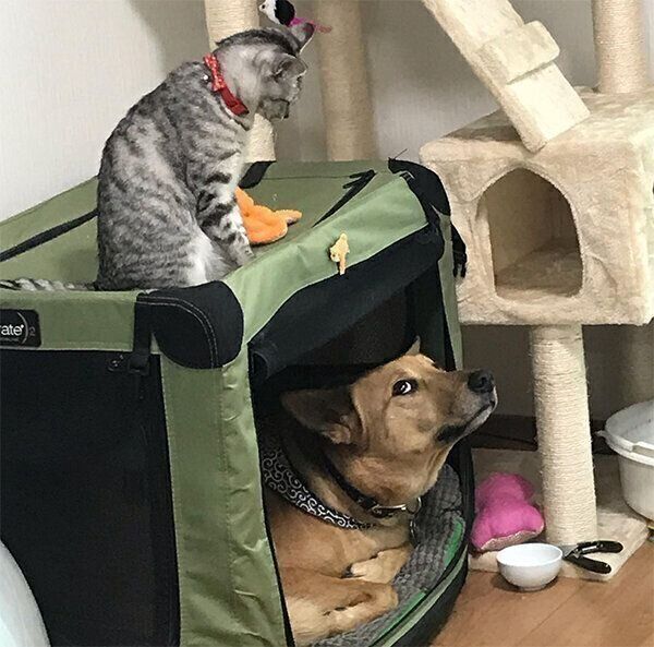 あんずちゃんが気になるこたろうくん