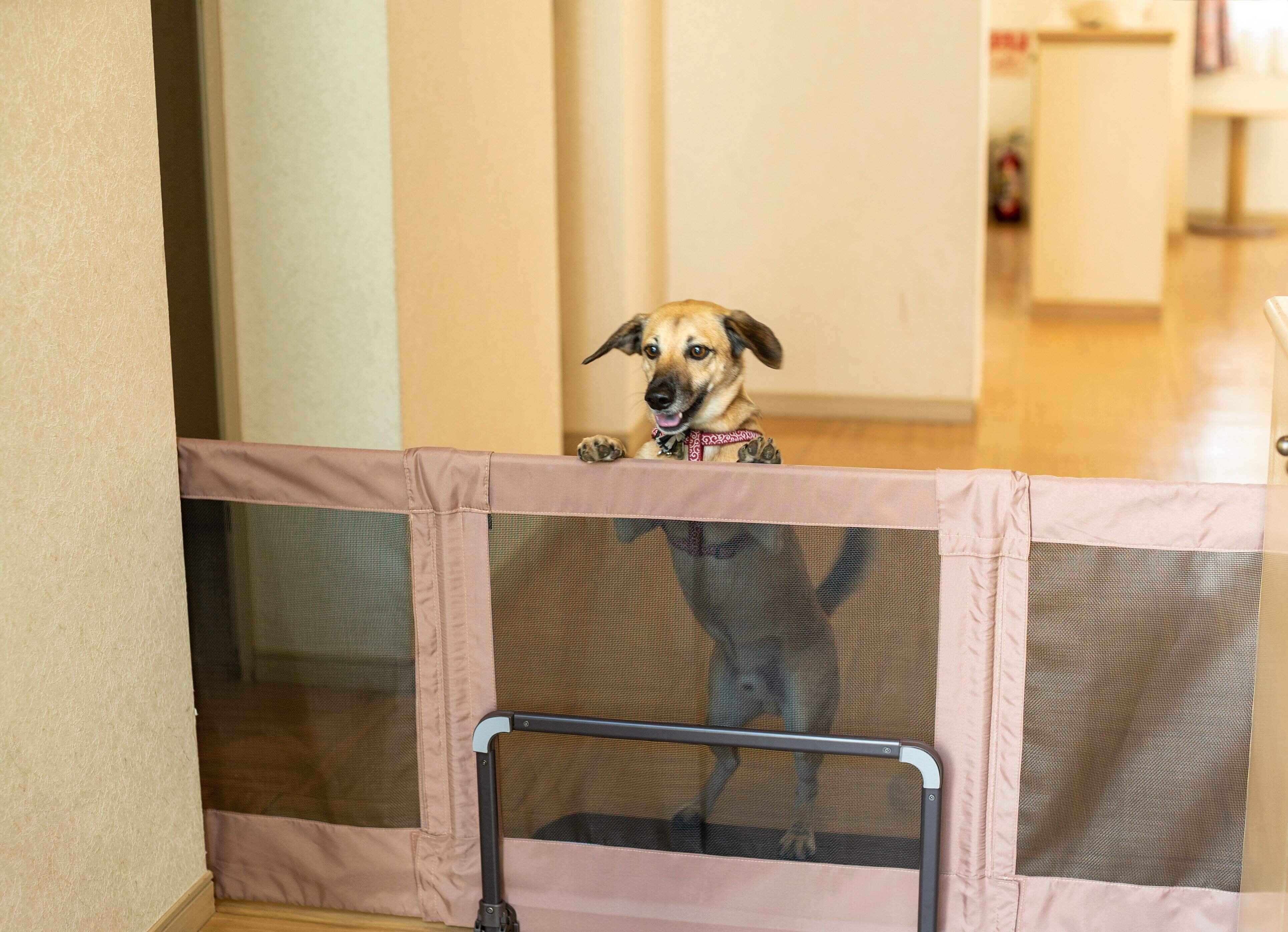 ゲートの前にいる犬