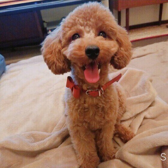 笑顔のトイ・プードル