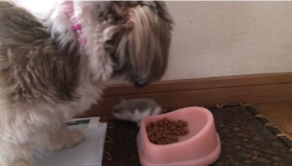 ハムスターvsシーズー