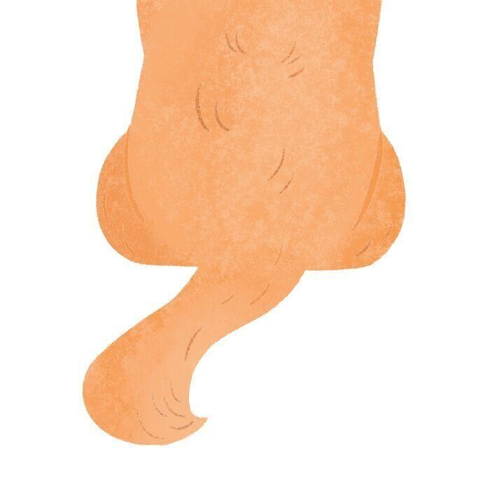 肛門腺・陰部からの分泌物