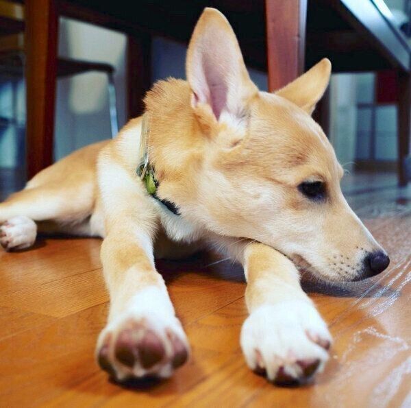 伏せをするタップくん