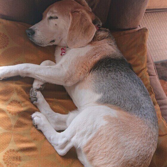 獣医師が語る：実際にあった年末年始の誤飲・誤食事故