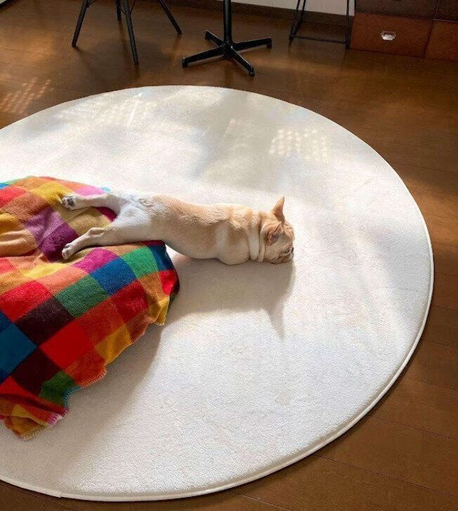 いつもの体勢で寝ているフレンチ・ブルドッグ