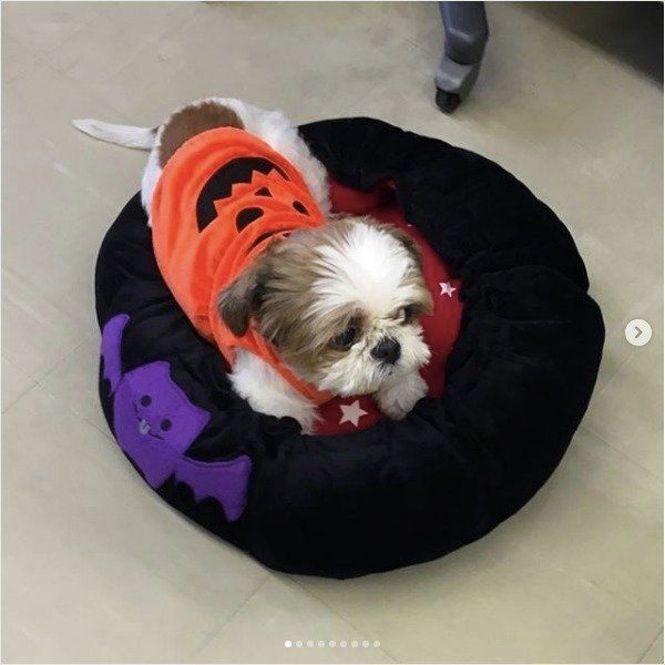 ワンコのハロウィン