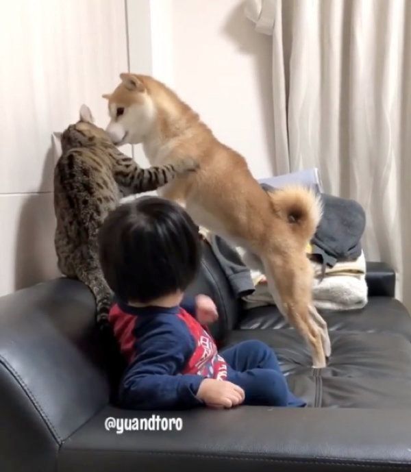 柴犬のゆうくんと猫のとろくん