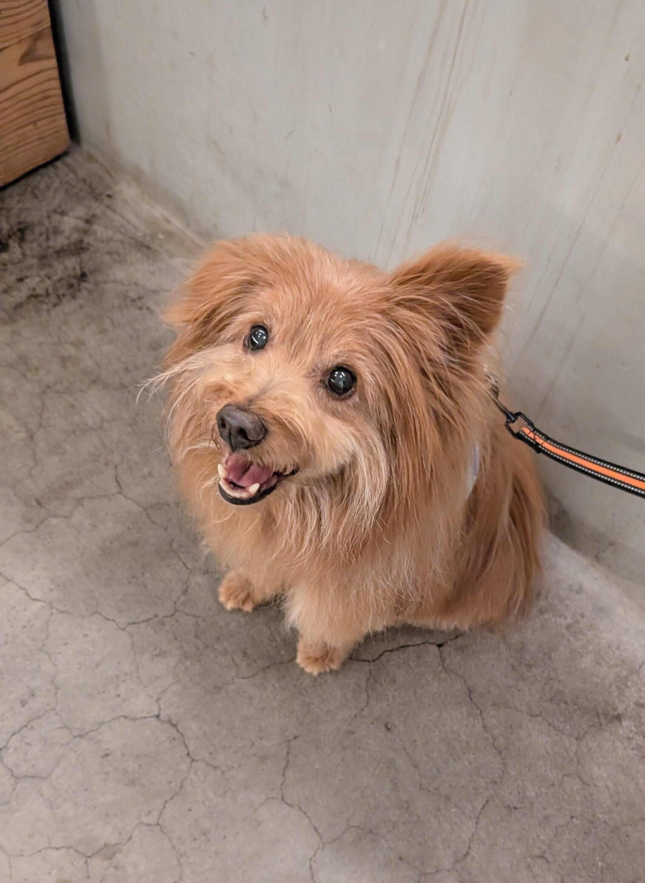 キラキラのおめめの犬の写真