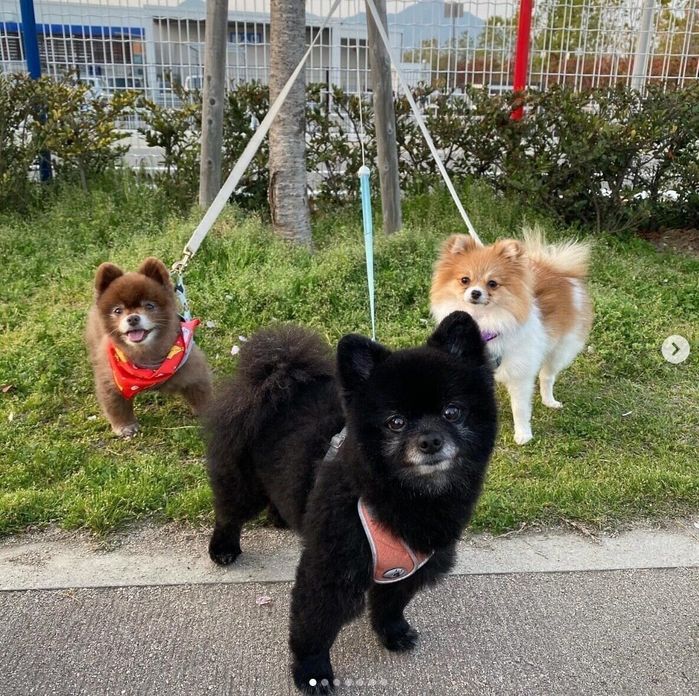 お出かけを楽しむあんこちゃんたち