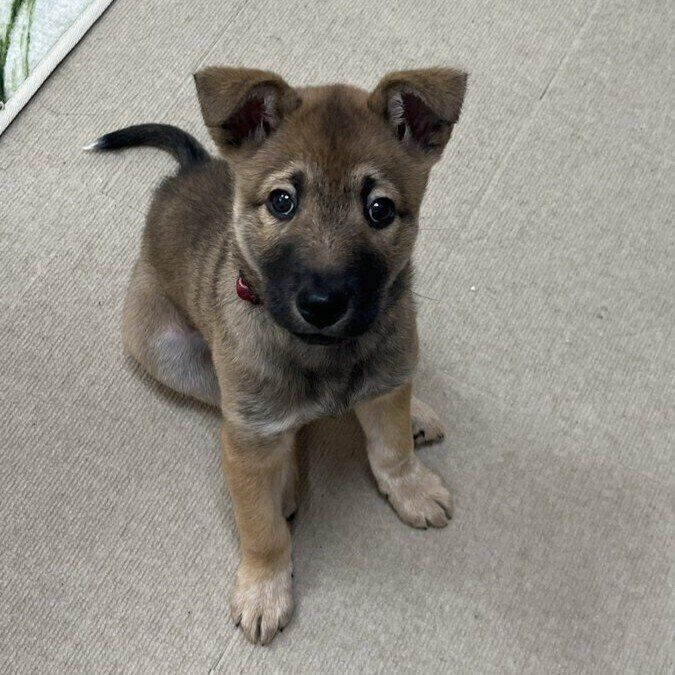 「あ〜かわいい」と飼い主さんが投稿した1枚