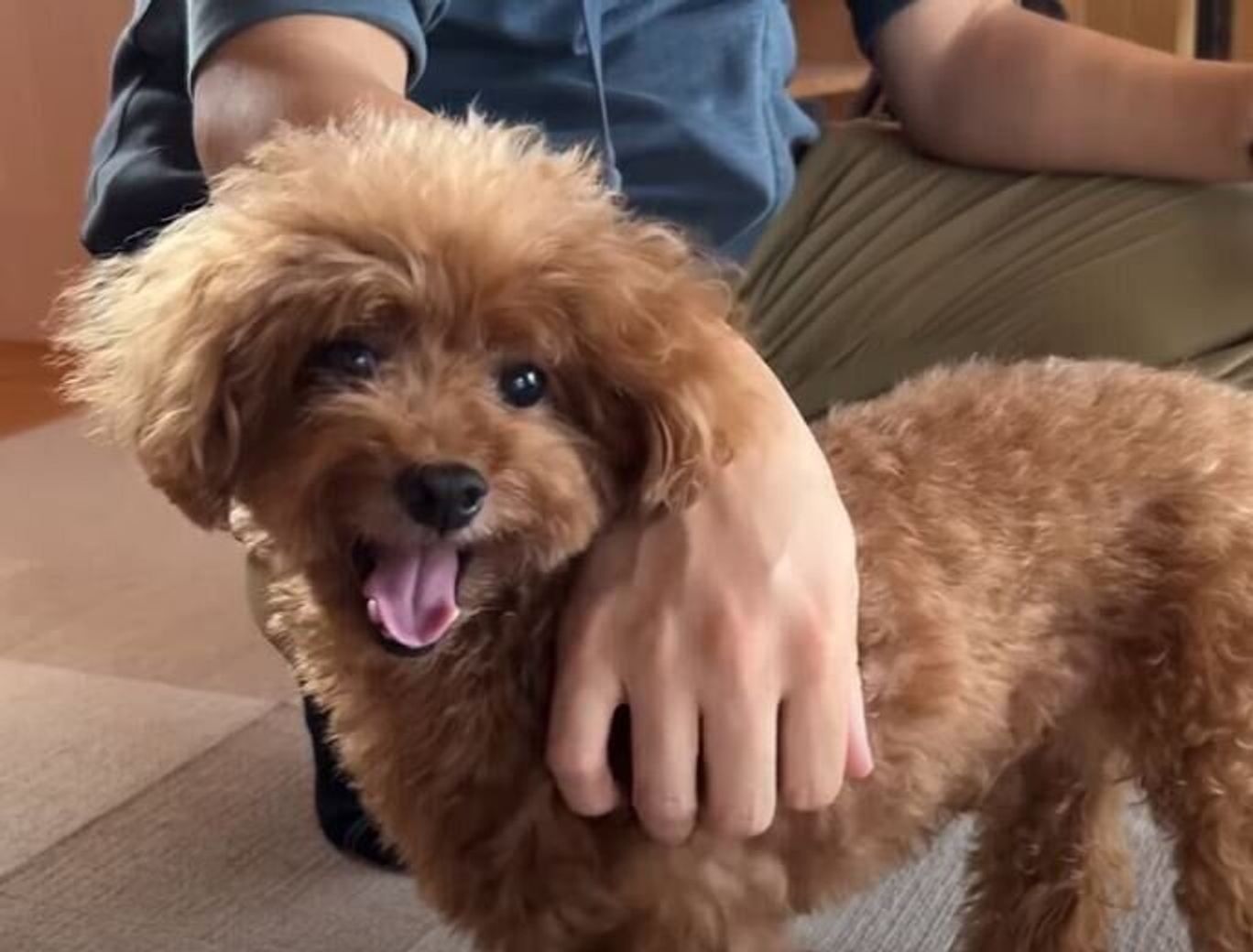 トリミングで大変身 フワフワになったトイ プードル姉妹のビフォーアフター いぬのきもちweb Magazine トリミングで大変身 フワフワになったトイ プードル姉妹のビフォーアフター いぬのきもちweb Magazine