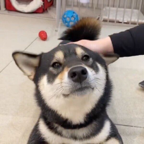 飼い主さんになでられて気持ち良さそうなもち吉くん