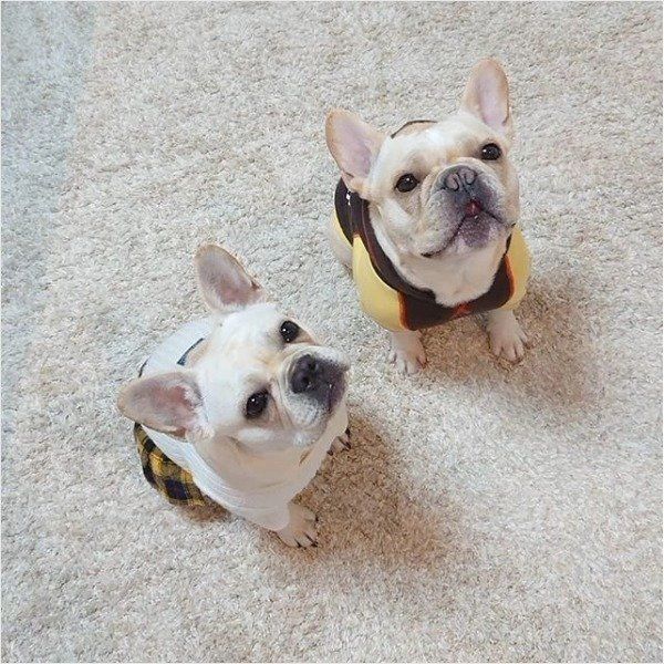 フレンチ・ブルドッグ