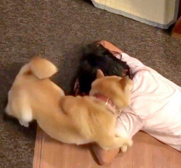 お姉ちゃんにスリスリする豆千代くん